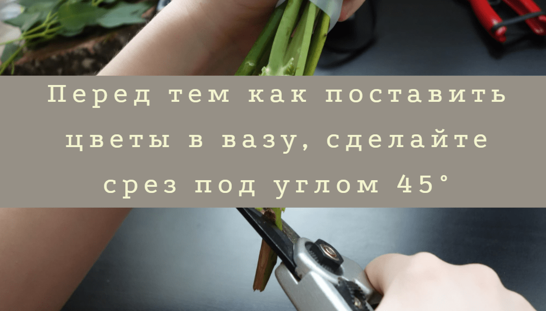 Как ухаживать за цветами ч1