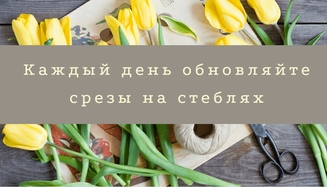 Как ухаживать за цветами ч3