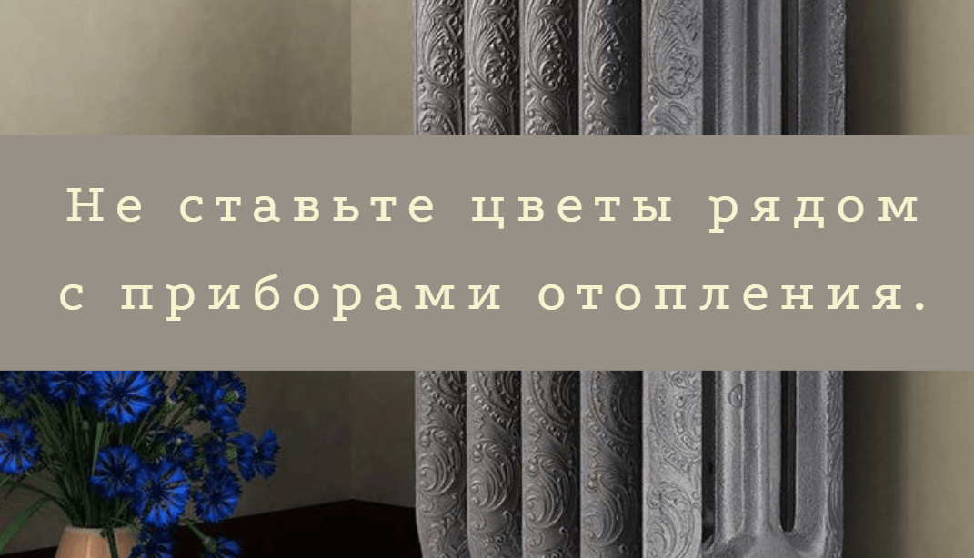 Как ухаживать за цветами ч4